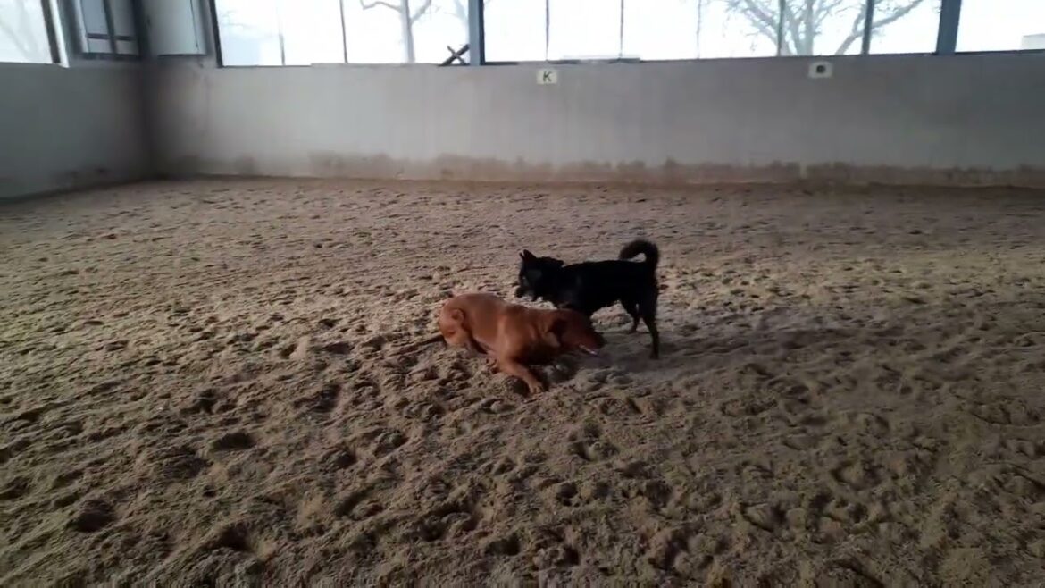 Lieblingshund Dunkelbunt Kai & Labrador Spielen #kaiken  甲斐犬