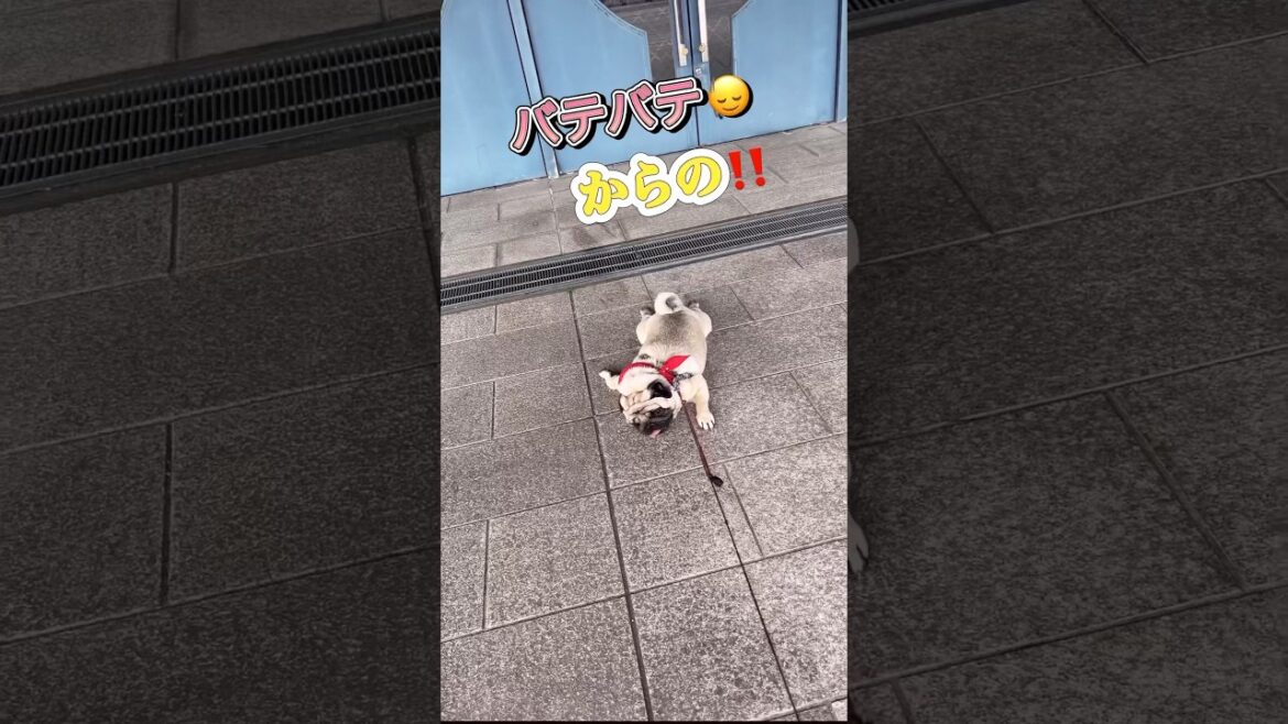 バテバテからの‼️#pug#パグ#dog