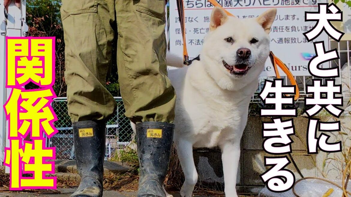 【激変します】愛犬を本当に家族と思うなら是非実行して欲しいこと
