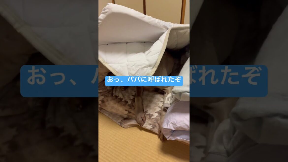 ふとんに挟まれイヌ #ワイマラナー #dogvlog #ペット #大型犬との暮らし