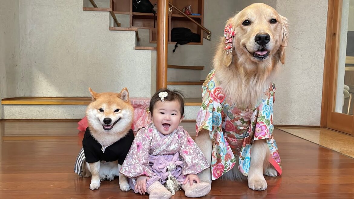 晴着姿でお正月を過ごす赤ちゃんと豆柴とゴールデンレトリバーが可愛すぎました...!