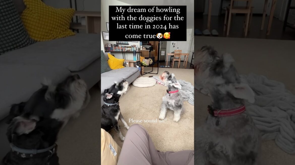 シュナウザー2匹の前で遠吠え真似してみたら・・　#miniatureschnauzer #ミニチュアシュナウザー #遠吠え #howling #いぬのいる生活 #アメリカ生活