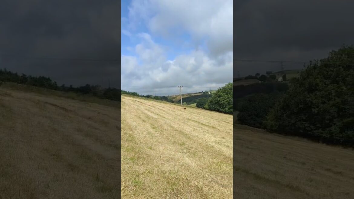 Crazy cocker spaniel!