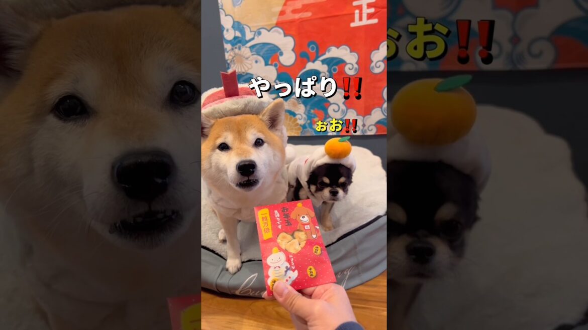 食べれるお年玉🐶🐶❤️#柴犬 #チワワ #shorts