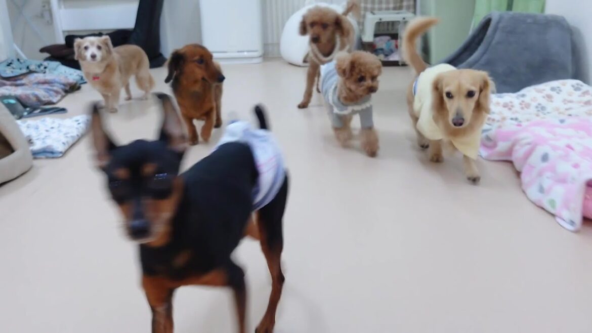わー！俺たちのお正月はこれからだっ！　🐶ひみつきちなう！①🐶  2025年1月3日