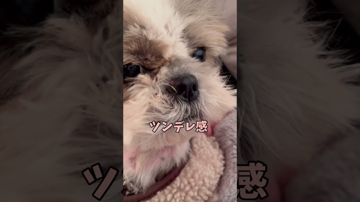 キャンプの朝に見たらツンデレな愛犬がかわいすぎたw🐶#シーズー #いぬ #犬 #わんこ #キャンプ #アウトドア