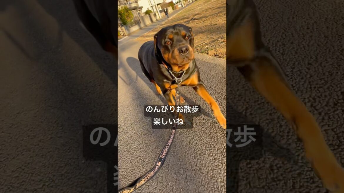 人間のペースに合わせて散歩してくれるロットワイラー