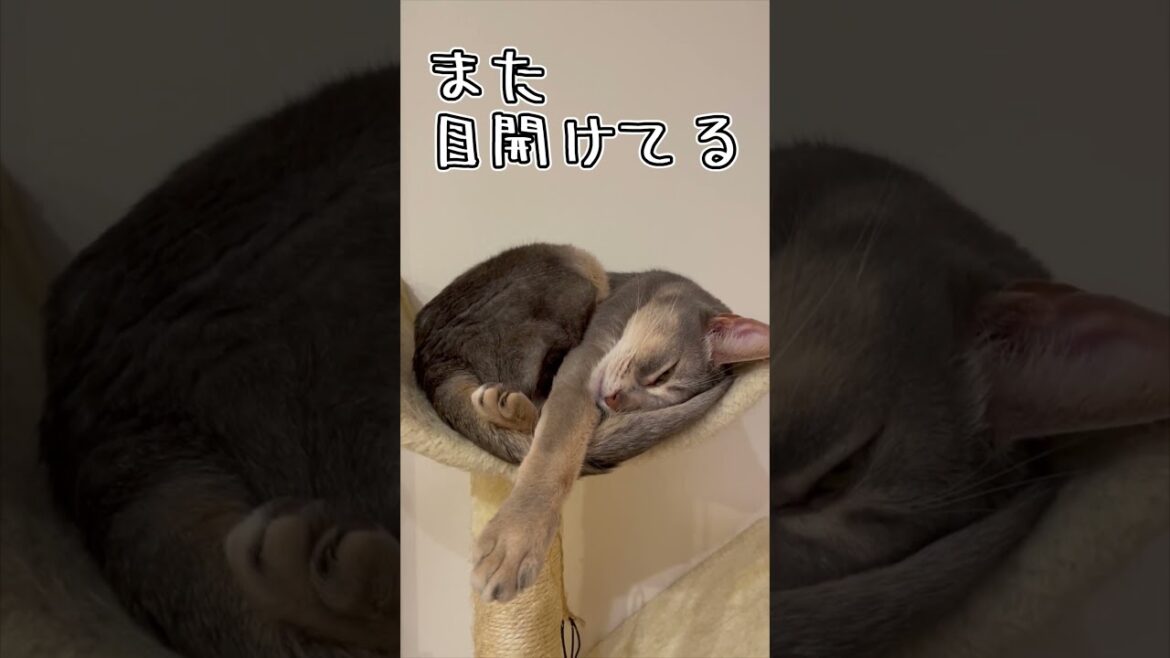アビシニアンとは その31 #shorts #猫 #アビシニアン