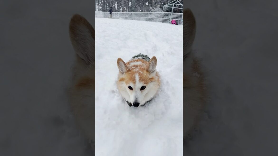 雪に埋まって大興奮！コーギーのキュートな瞬間 #shorts  #コーギー #corgi