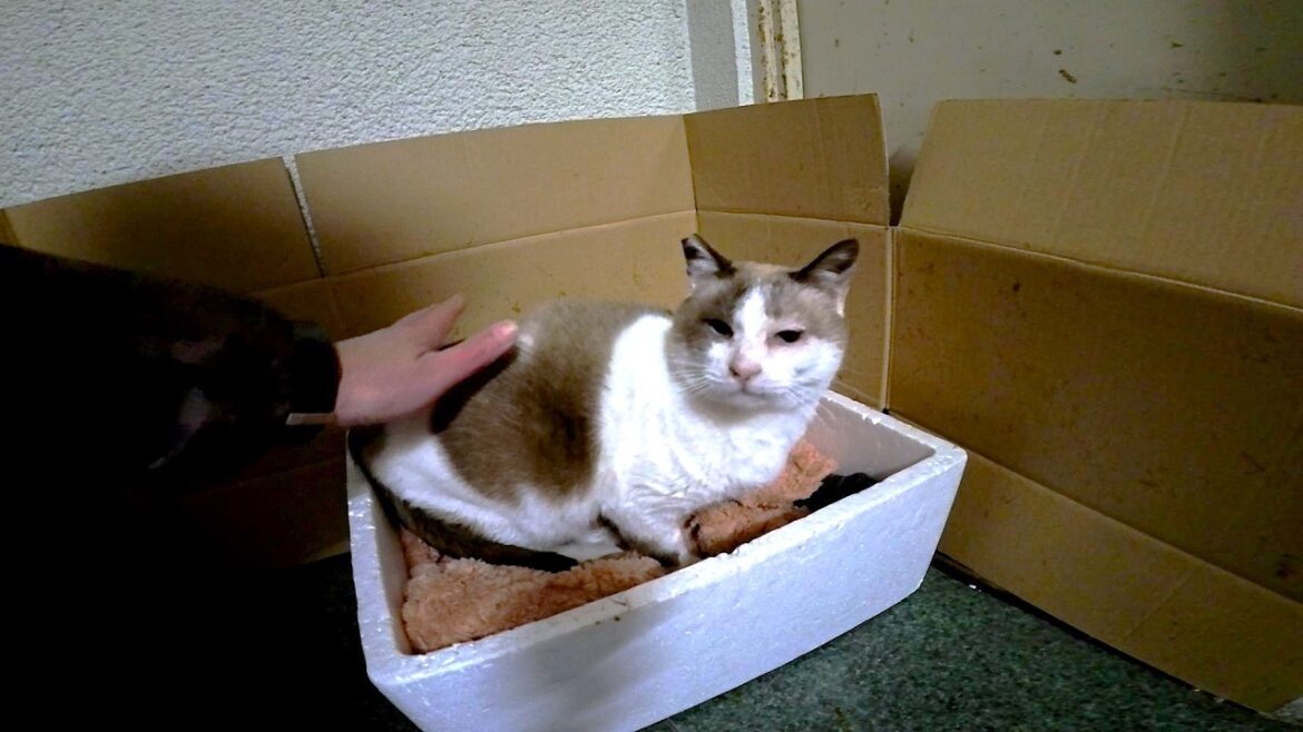 アーケードで暮らすシャム猫の所へ立ち寄ったらスリスリ甘えて来た🎍 アーケードで暮らすシャム猫の所へ立ち寄ったらスリスリ甘えて来た🎍