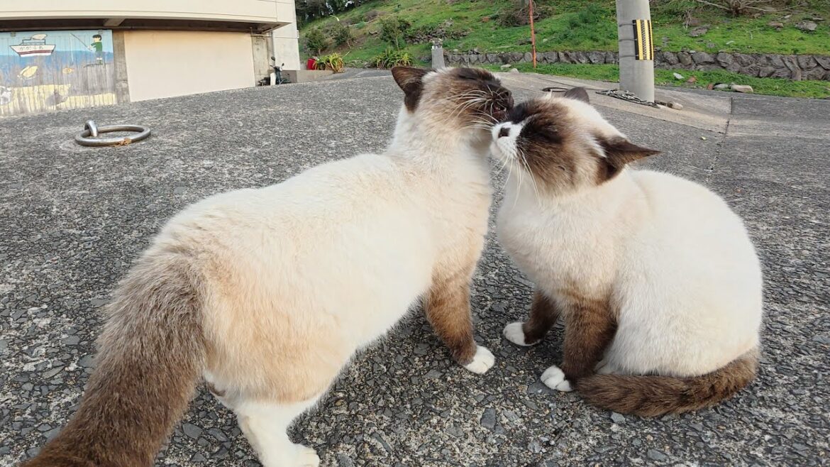 漁港で出会ったラブラブ過ぎるシャム猫ちゃん達をモフる 漁港で出会ったラブラブ過ぎるシャム猫ちゃん達をモフる