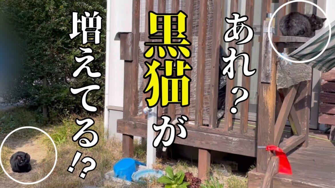 猫の神様に狙われた一家は元旦からこうなります！