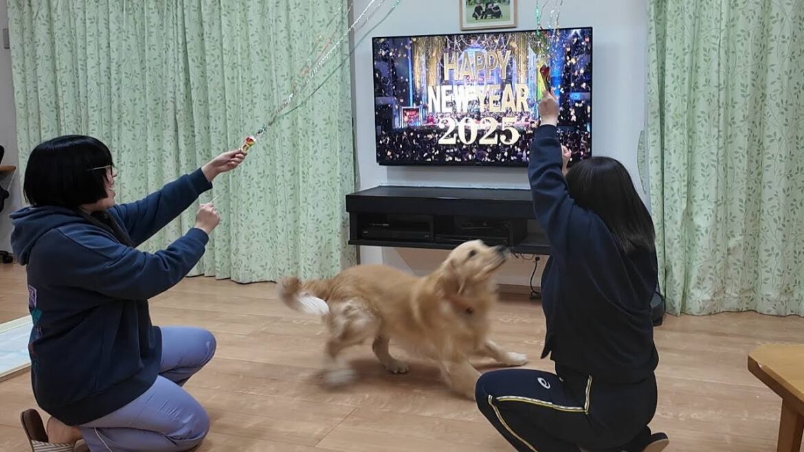 家族全員では無理でしたが。初めて一緒に迎える事が出来ました！【Golden Retriever japan】