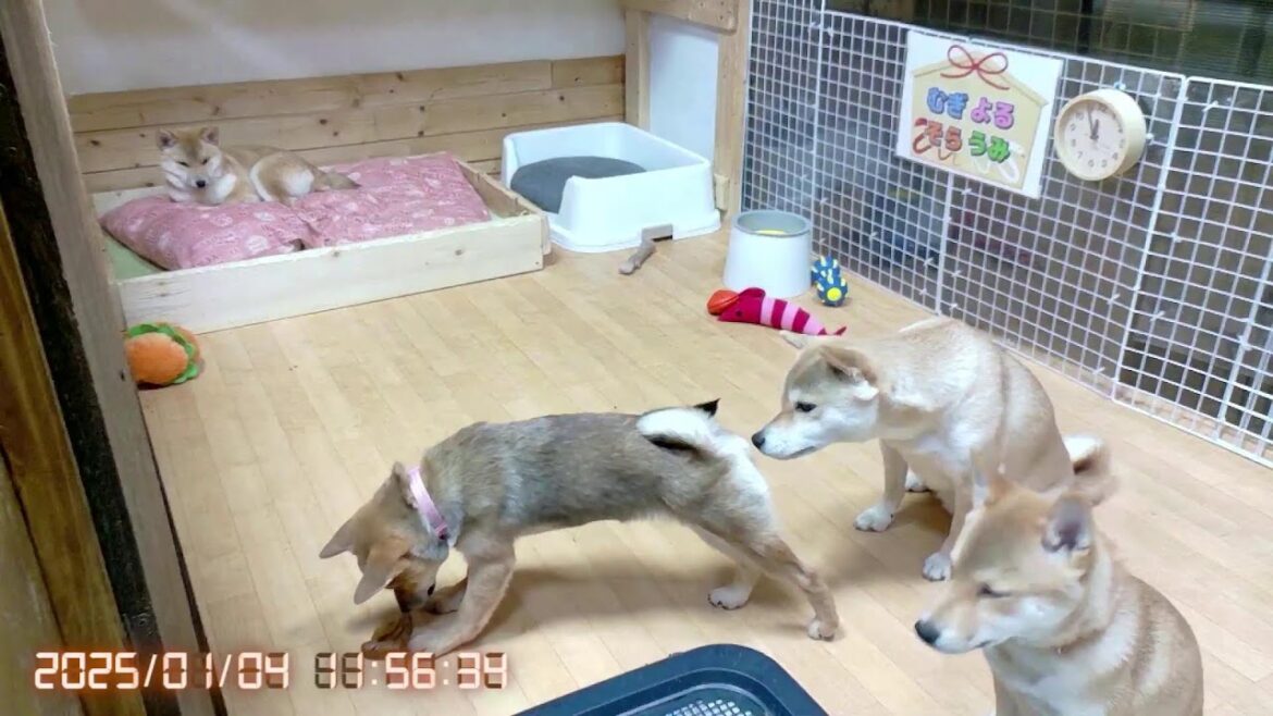 柴犬なつ！子育て生配信【生後117日】未だなつママには敵わない子犬たち！