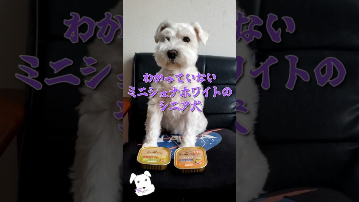わかっていないミニシュナホワイトのシニア犬 #shorts #ミニチュアシュナウザー #ミニシュナホワイト #シニア犬 #miniatureschnauzer