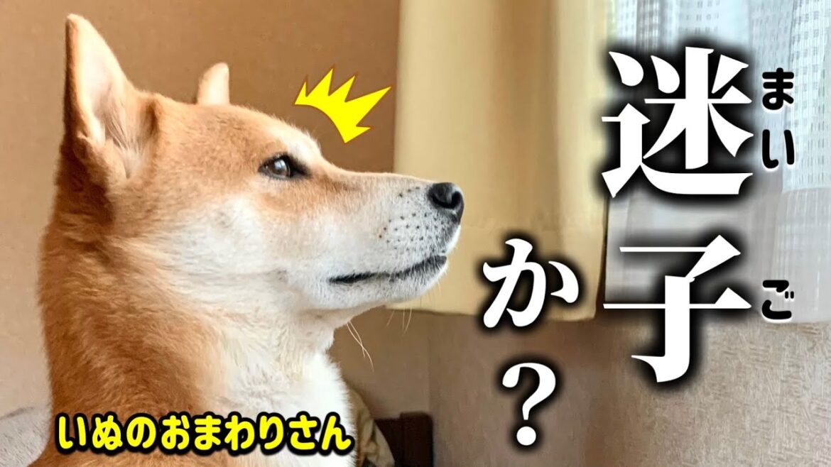 メンバーに猫ちゃんがいない事に不信感を抱くする柴犬こむぎ【あるじのステップ】