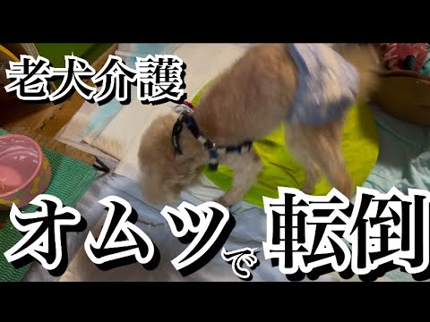 激怒症候群のトイプードルの老犬介護の現実。 激怒症候群のトイプードルの老犬介護の現実。