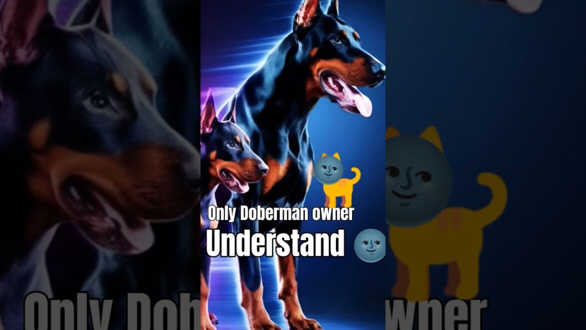 Things only a Doberman Pinscher owner would understand that very vocal dog expensive breeds#doberman Things only a Doberman Pinscher owner would understand that very vocal dog expensive breeds#doberman