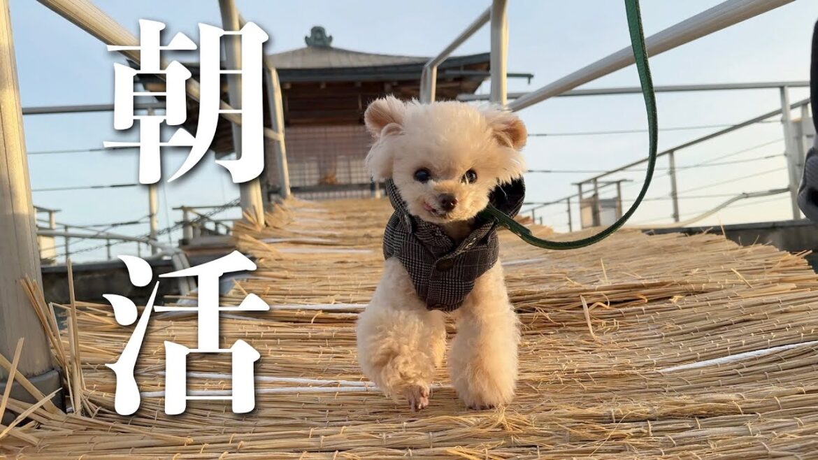 早く起きた朝は【10歳の誕生日旅行⑪】【トイプードル】