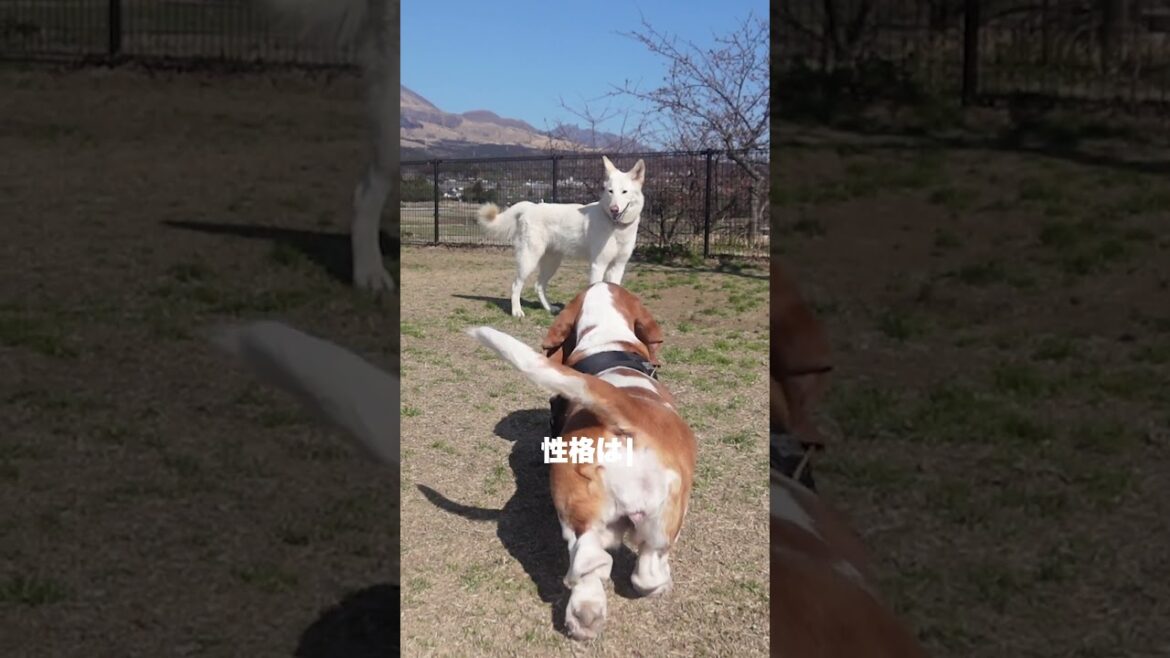 バセットハウンドの生態 #犬連れキャンプ #犬 #バセットハウンド #bassethound #キャンプ