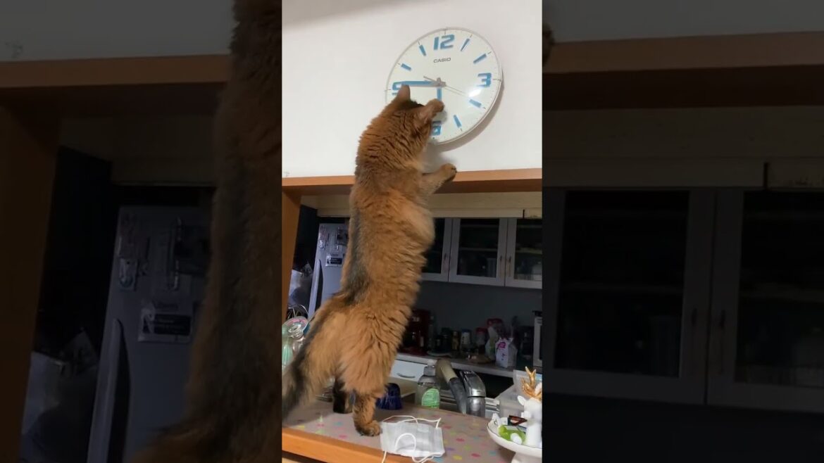 猫 ソマリ Somali Cat 原種アビシニアン original breed Abyssinian 長い体毛とふさふさ尾 Long body hair 鳴き声美しく鈴を転がしたような声