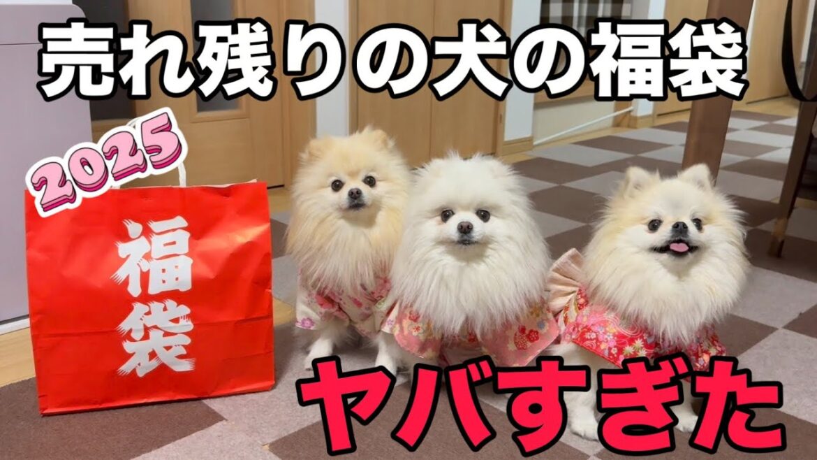 2025初売りで売れ残ってた犬の福袋を買ってみたら予想以上にすごかった