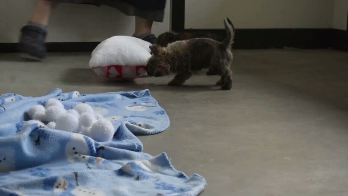 Cairn Terrier Puppies For Sale