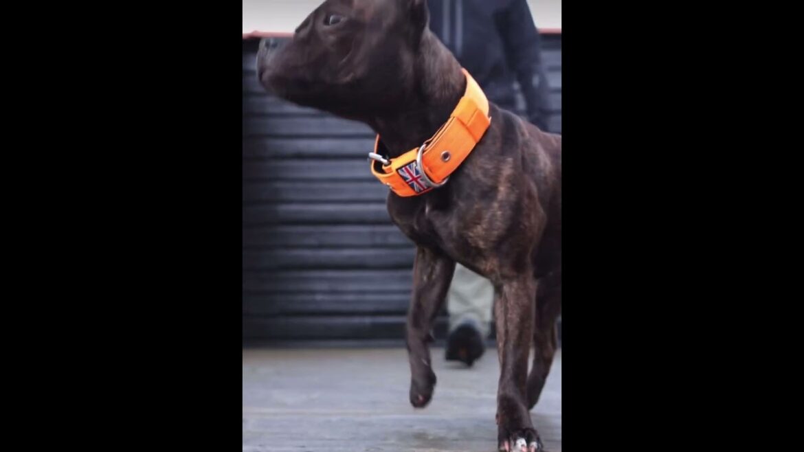 Staffordshire Bull Terrier Nylon Collar - Staffordshire Bull Terrier 1935® #staffordshirebullterrier