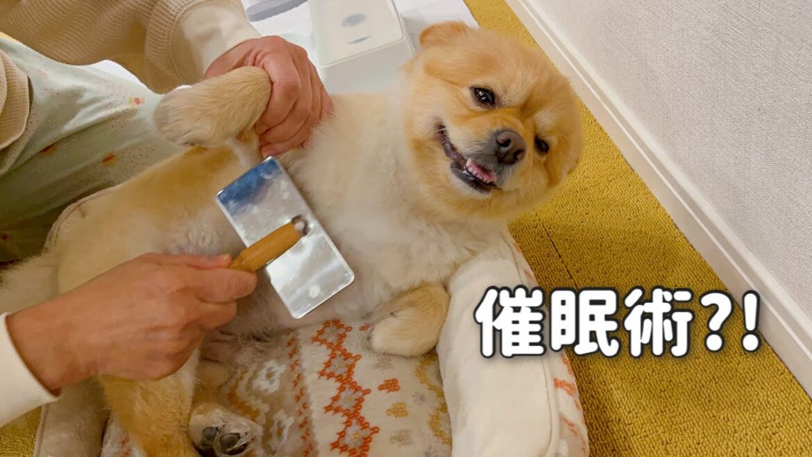 【癒し】催眠術コントをする犬　#ポメキーのミリちゃん #ポメキー #dog
