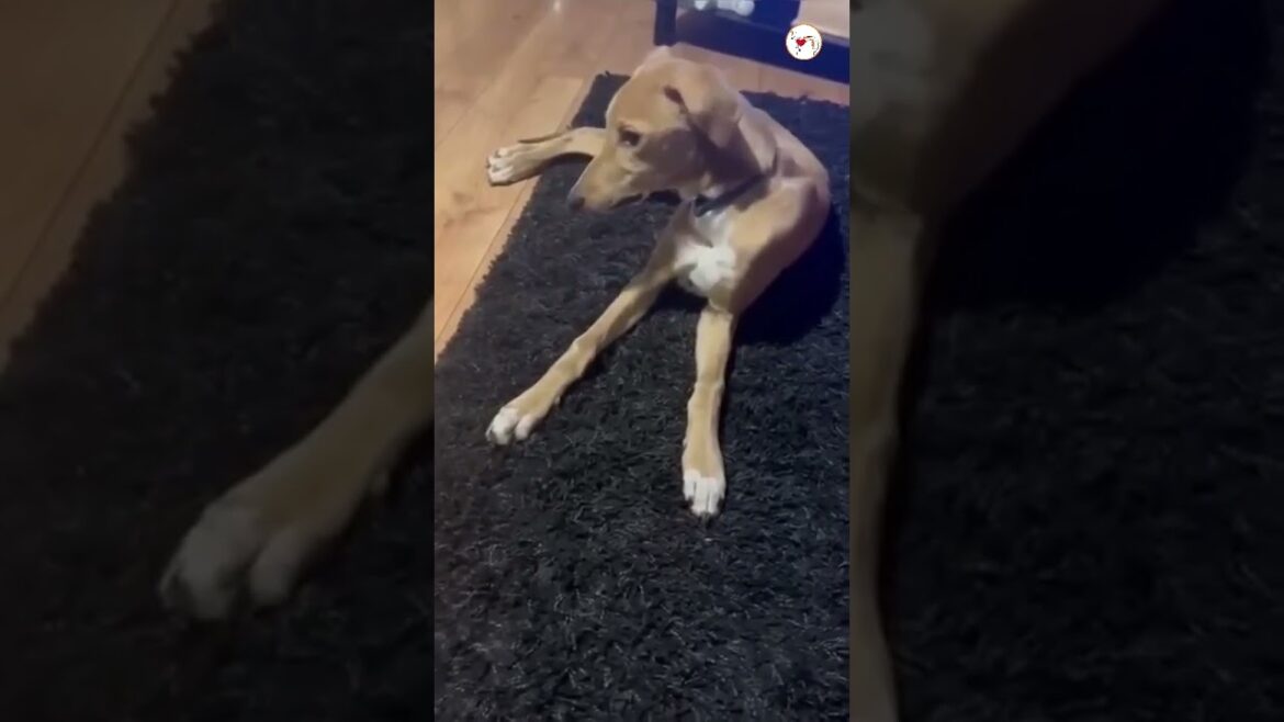 “Oibò..il lattante mi ha battuto 1 pupazzo a zero 🐻🙄”! Murphy #adozione “Oibò..il lattante mi ha battuto 1 pupazzo a zero 🐻🙄”! Murphy #adozione