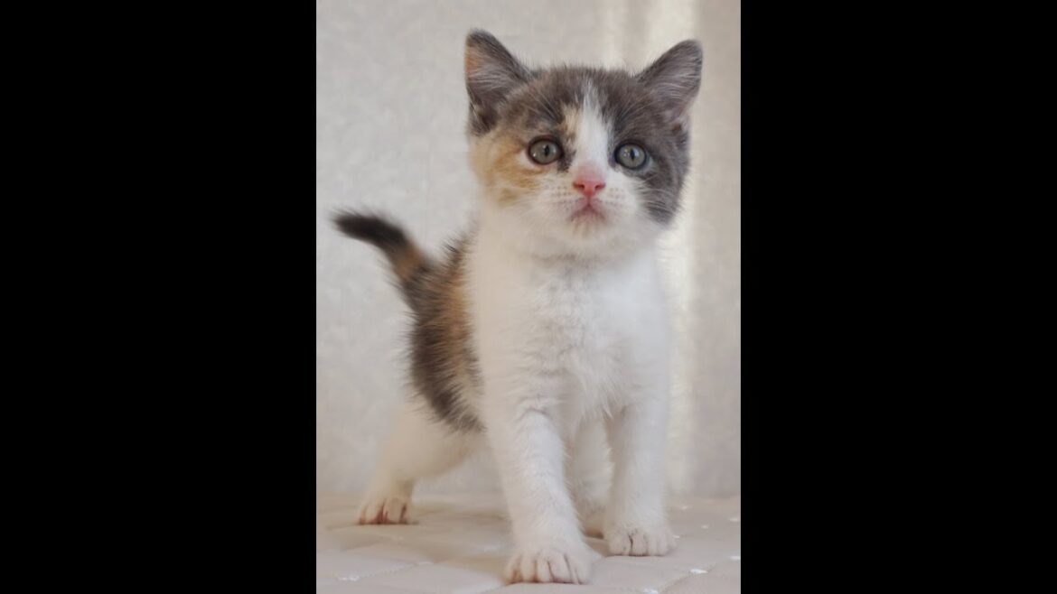 ブリティッシュショートヘアー子猫 British Shorthair 2024.11.11産まれ ダイリュートキャリコ パステル三毛 洋三毛猫 女の子 シーダキャット猫のお店 ブリティッシュショートヘアー子猫 British Shorthair 2024.11.11産まれ ダイリュートキャリコ パステル三毛 洋三毛猫 女の子 シーダキャット猫のお店