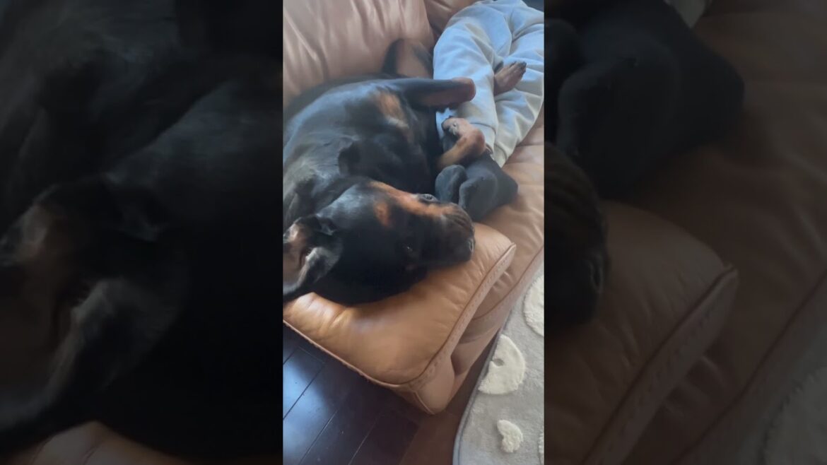 ロットワイラー黒犬🐕‍🦺♡🏠✨