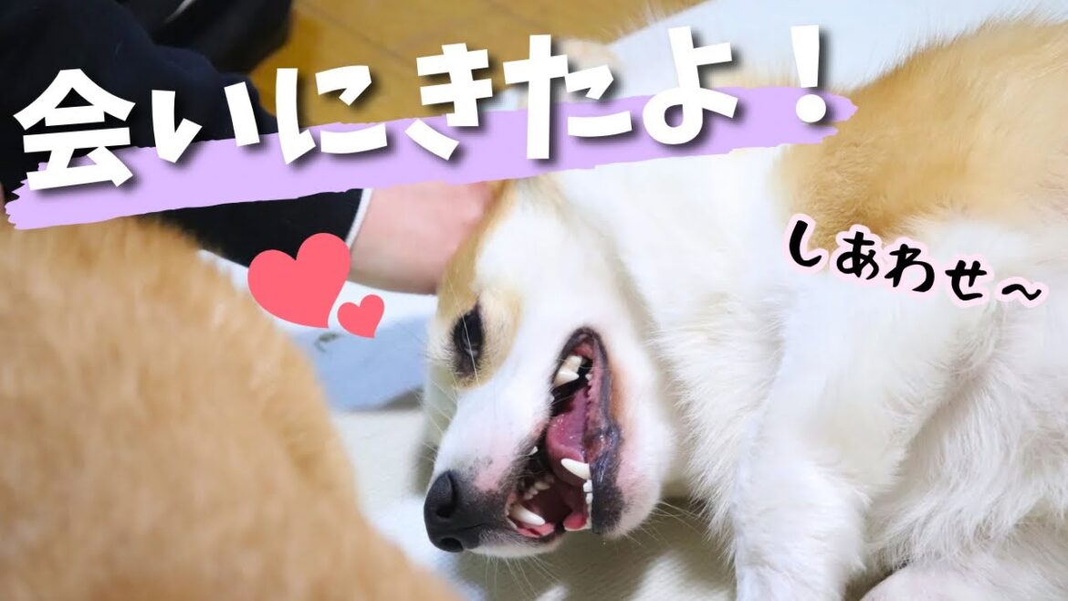 大好きなあの人の元へ！感情豊かな愛犬の姿が可愛すぎました。。【コーギー犬】