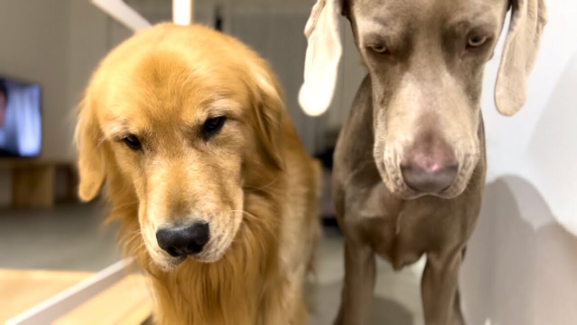 帰宅時、愛犬たちのお出迎え