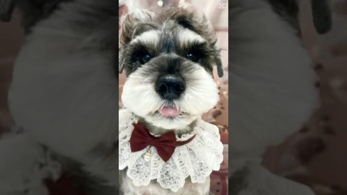 【ミニチュアシュナウザー】モデルになることを夢見る#レミオ #ミニシュナ部 #ミニシュナ #ミニチュアシュナウザー #犬 #bibbidibobbidiboo #シンデレラ #ディズニー