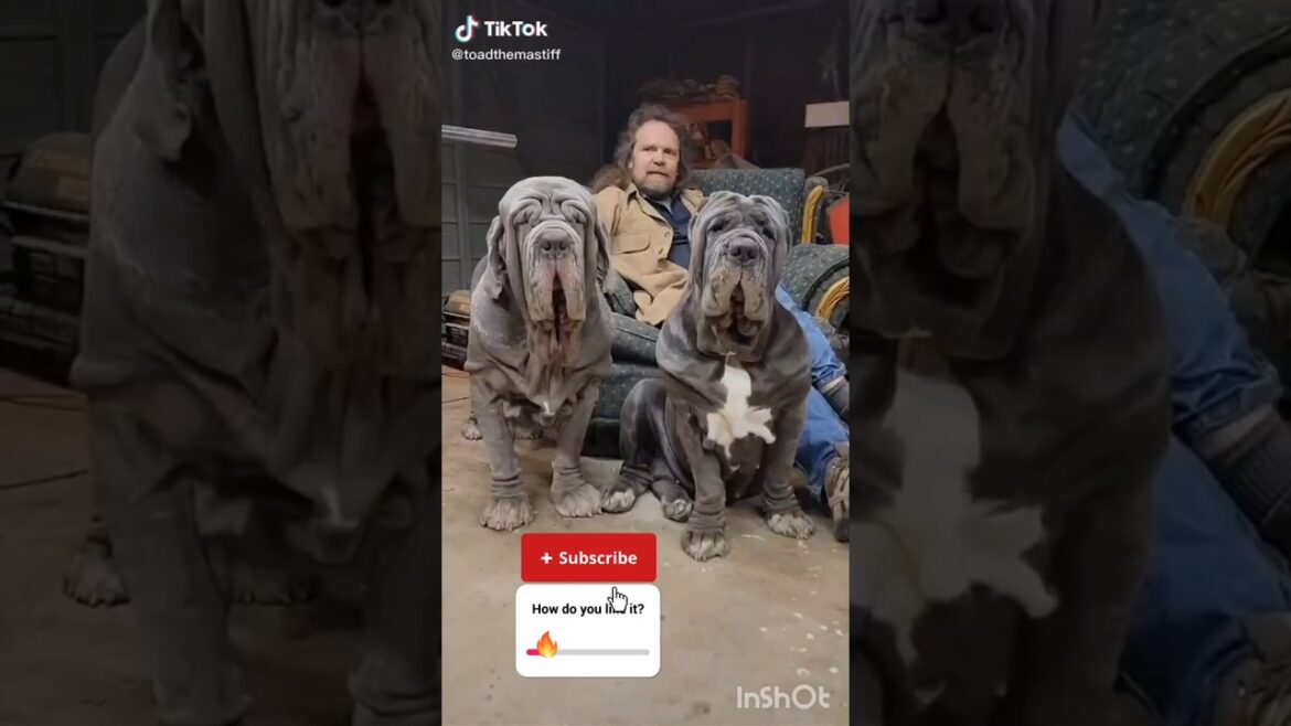 Neapolitan mastiff dog #dog #pets #neapolitanmastiff #mastiff #shortsfeed #viralshorts #bengali #fb