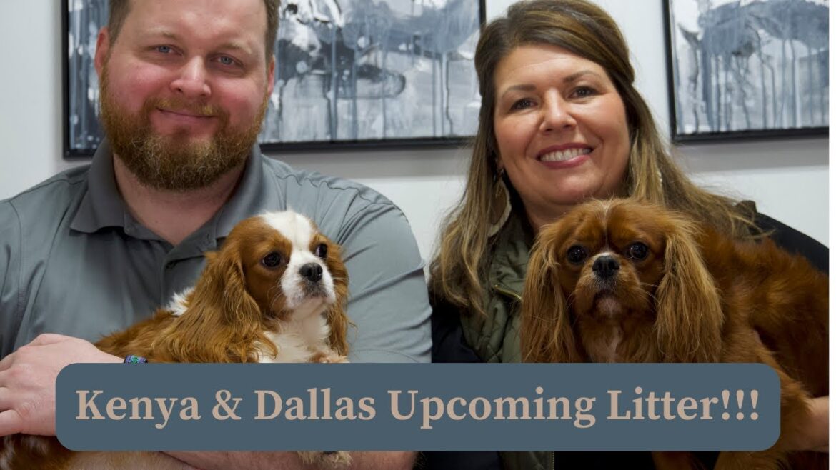 Kenya's Upcoming Blenheim and Ruby Cavalier Litter