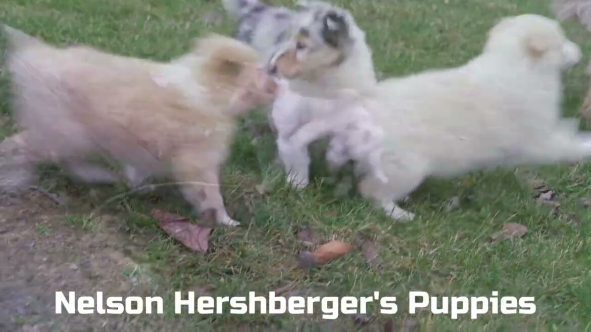 Nelson Hershberger's Collie Puppies