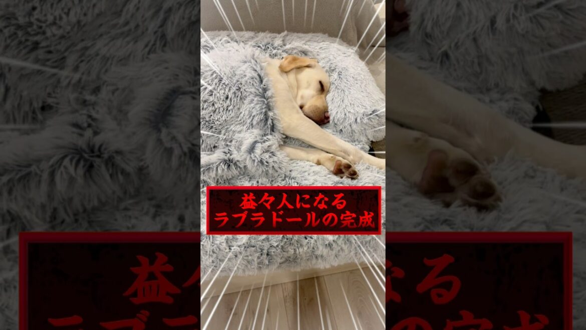 虎丸専用ベットが届いたら、ラブラドールがほぼ人になった… #癒しのソファ #大型犬 #ラブラドールレトリバー 虎丸専用ベットが届いたら、ラブラドールがほぼ人になった… #癒しのソファ #大型犬 #ラブラドールレトリバー
