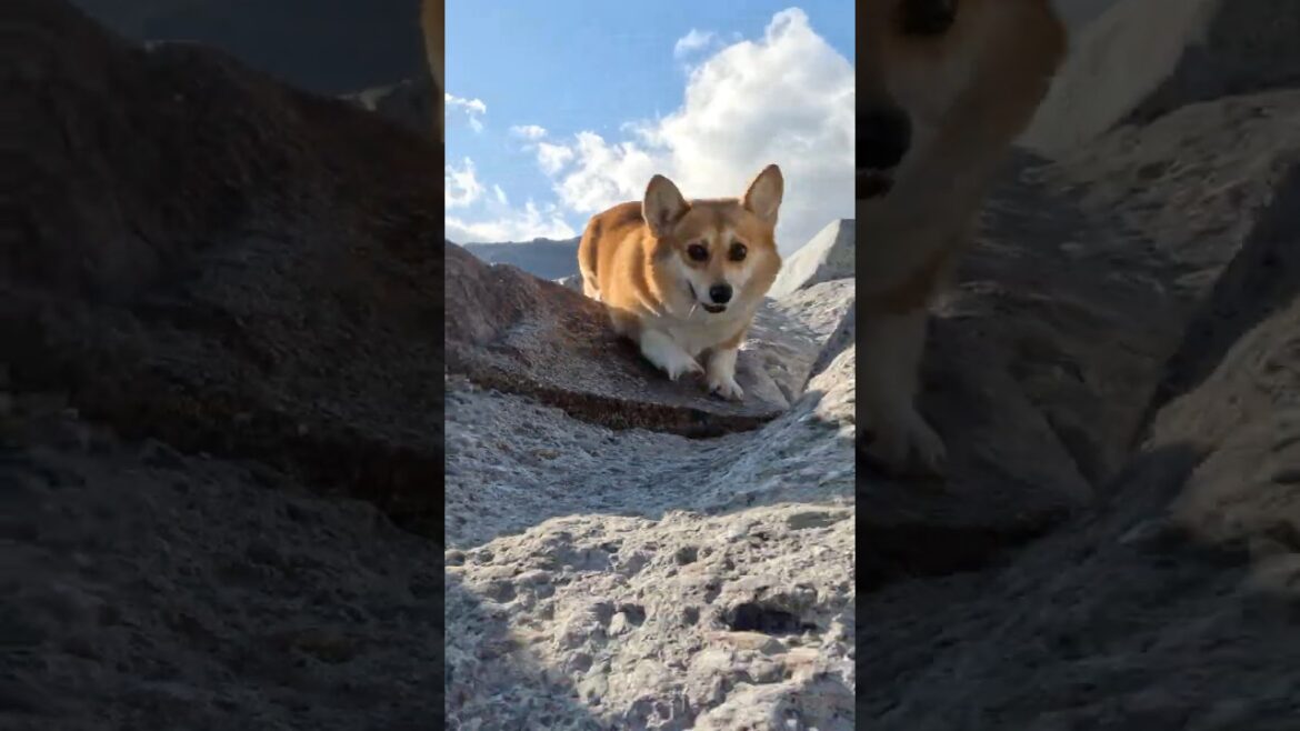 遊び心で歩くコーギー / A Corgi walking playfully #コーギー #サクラ #corgi