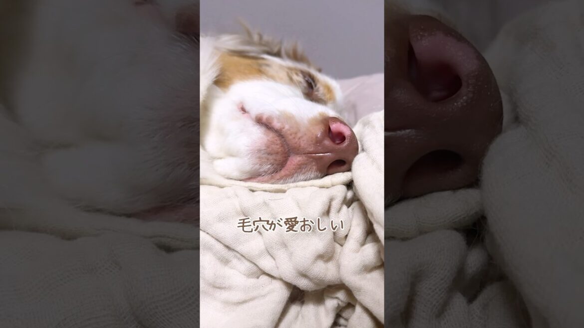 わんこの口元が魅力的すぎる・・・💋【ボーダーコリー・オーストラリアンシェパード】#shorts