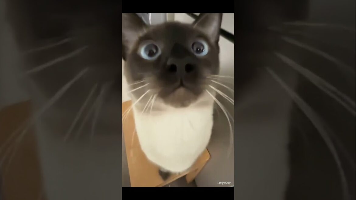 Stealing Hearts Everywhere It Goes