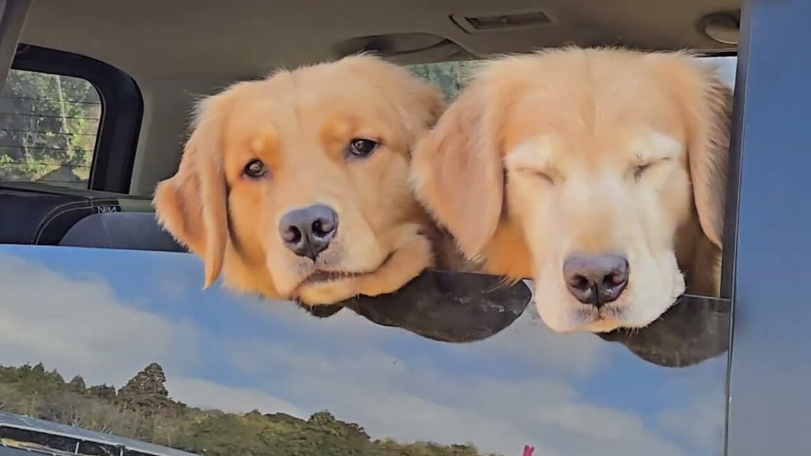 2025年最初の田んぼへの走り込み ゴールデンレトリバー親子 2025年最初の田んぼへの走り込み ゴールデンレトリバー親子