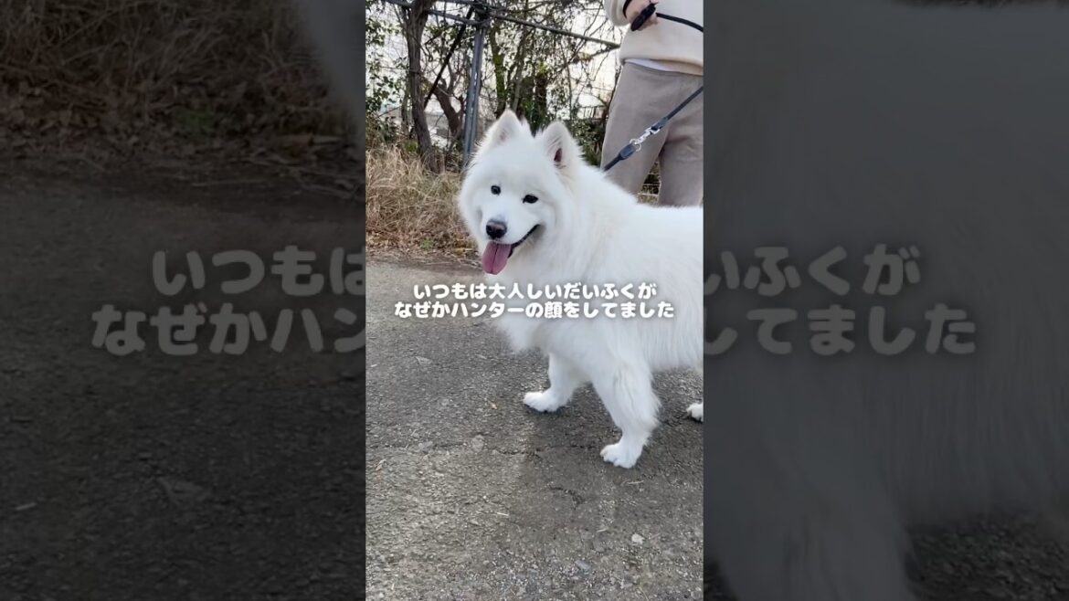 大人しいサモエドが鳥ハンターになる瞬間　#サモエド #samoyed