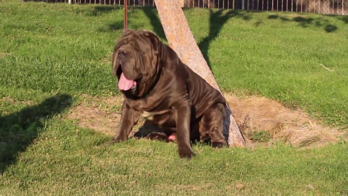 Mega Thee PHD Neapolitan Mastiff Mega Thee PHD Neapolitan Mastiff