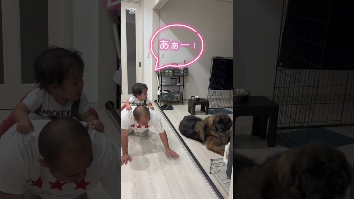 【超大型犬】　ショート　通り魔？　Leonberger　レオンベルガー　＃Shorts  #癒し   #大型犬と子供   #超大型犬のいる暮らし