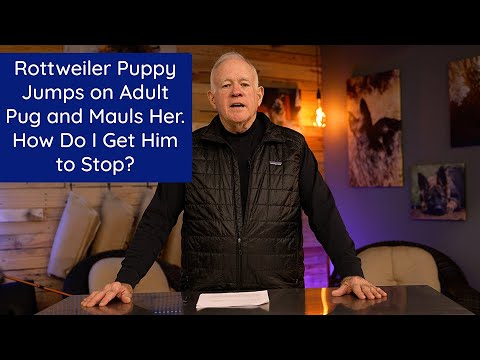 Rottweiler Puppy Jumps on Adult Pug and Mauls Her. How Do I Get Him To Stop? Rottweiler Puppy Jumps on Adult Pug and Mauls Her. How Do I Get Him To Stop?