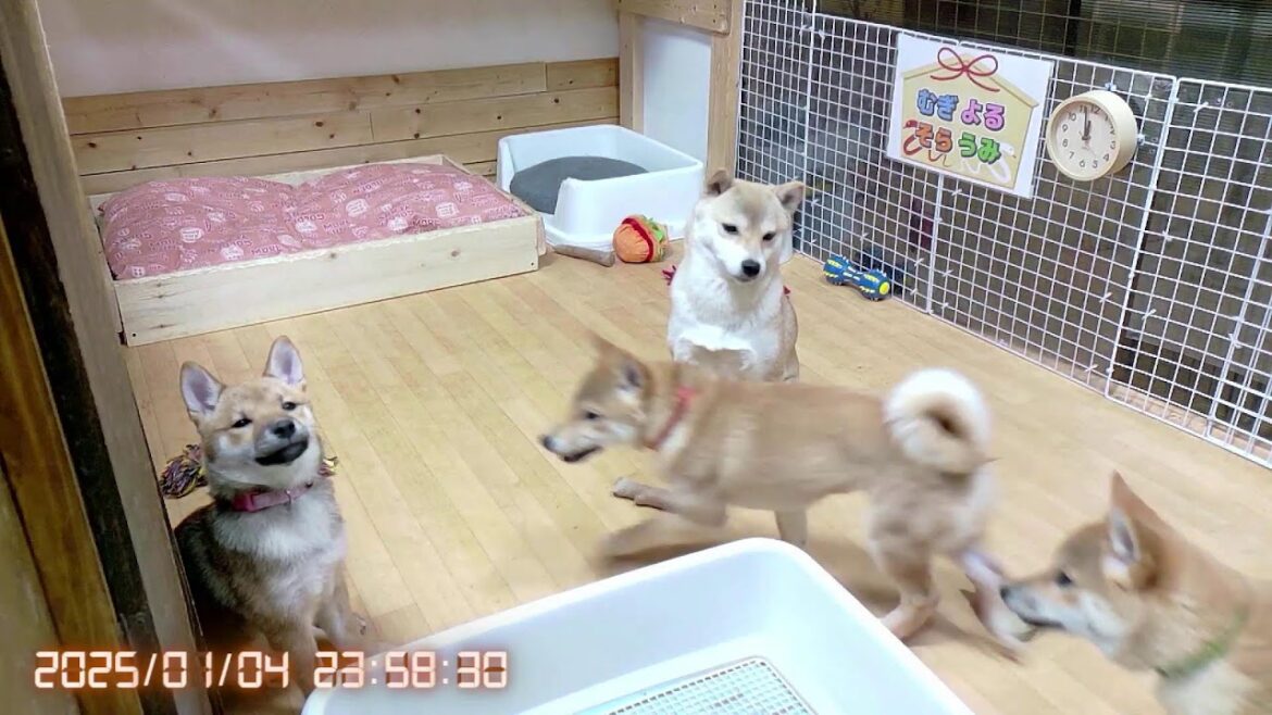 柴犬なつ！子育て生配信【生後117日】無防備な寝相が可愛い子犬たち！