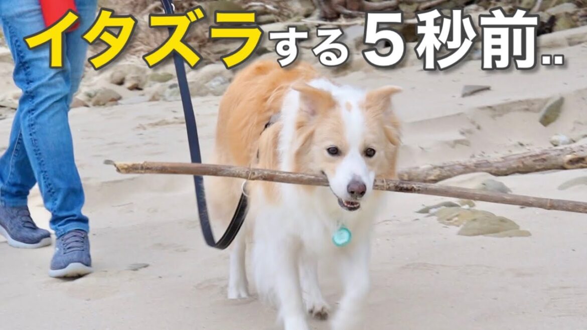 イタズラしたい気持ちが隠しきれない犬の行動がかわいすぎる…【ボーダーコリー•ゴールデンレトリバー】 イタズラしたい気持ちが隠しきれない犬の行動がかわいすぎる...【ボーダーコリー•ゴールデンレトリバー】