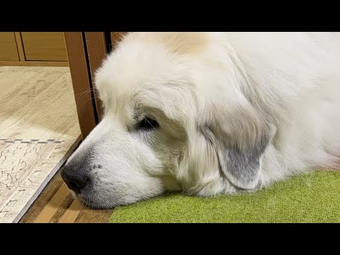 ドレミの歌グレートピレニーズ がゲリラライブ配信中!暇ができたのでちょっとだけ🤏 ドレミの歌グレートピレニーズ がゲリラライブ配信中!暇ができたのでちょっとだけ🤏